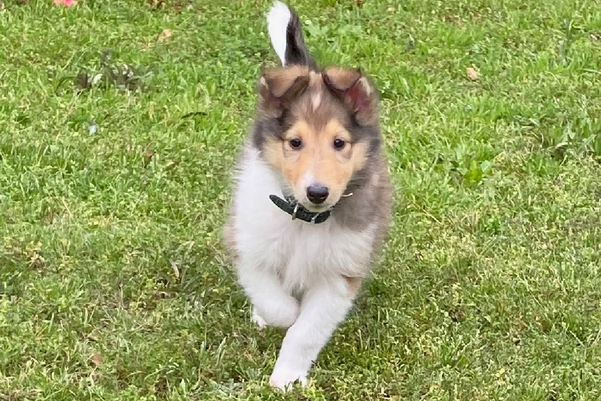 Flea treatment for outlet 10 week old puppy